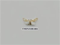 藏品(螟蛾149)的圖片